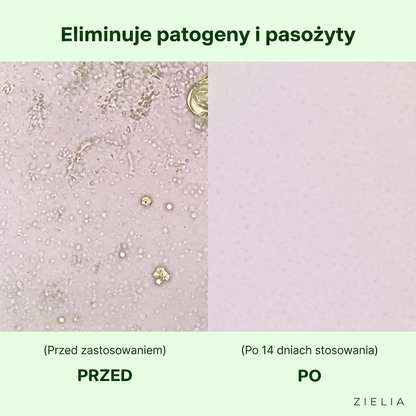 ZIELIA OregaDuet